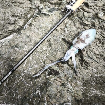スタッフ乾 和歌山 湯浅の沖磯エギング