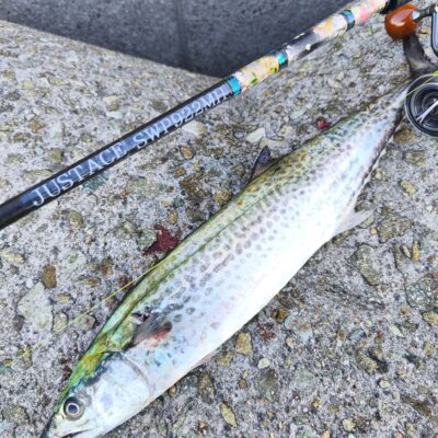 スタッフ乾　大阪湾ショアジギング釣行 11/15