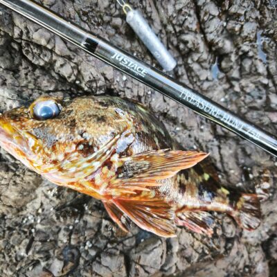 スタッフ乾　和歌山沖磯で五目釣り 11/16