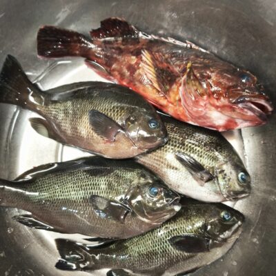 スタッフ乾 和歌山沖磯でロックフィッシュ釣行11/30