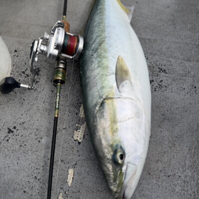 スタッフ神倉　MCLにメジロ&タチウオジギング釣行