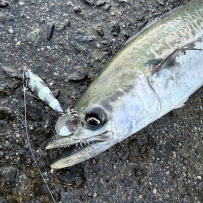 スタッフ神倉　泉南ショアジギでサワラ釣行レポ