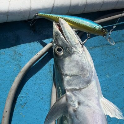 谷野丸で冬のサワラサワラキャスティング釣行