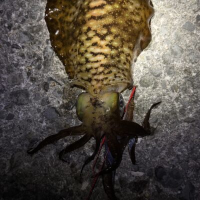 EBI762MLでエギング&ヤエンでアオリイカ釣り