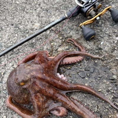 堺新波止でタコエギング釣行