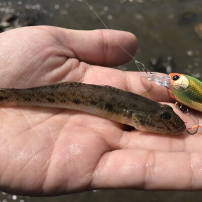 淀川ハゼ釣行’17 9/2 ハゼアンで浅場攻略