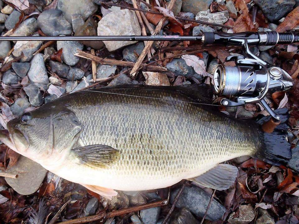 ジグヘッドスイミング用ロッド！NEWモデル『WILD B-STROLL